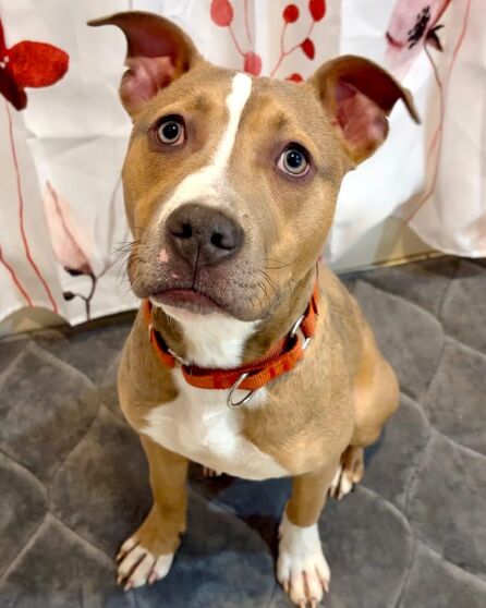 Fun and Engaging Games to Play with Your Dog image